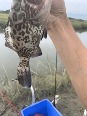 Mycteroperca microlepis