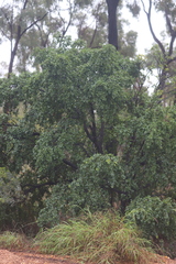 Petalostigma banksii