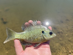 Lepomis microlophus