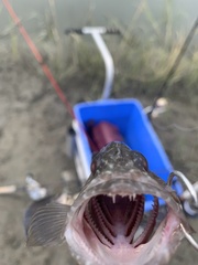 Mycteroperca microlepis