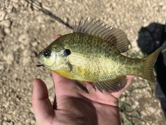 Lepomis microlophus