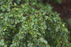 Petalostigma banksii