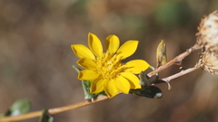 Grindelia hallii
