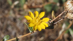 Grindelia hallii
