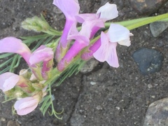 Lathyrus armenus