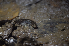 Desmognathus valtos