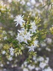 Calytrix