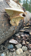 Pleurotus