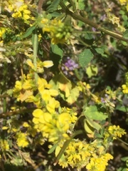 Melilotus altissimus