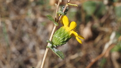 Grindelia hallii