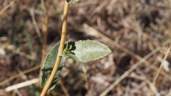 Grindelia hallii