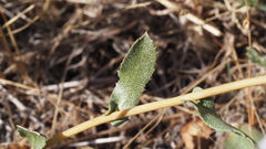 Grindelia hallii