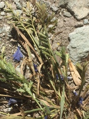 Sclerochloa dura