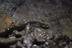 Desmognathus valtos