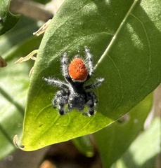 Phidippus adumbratus