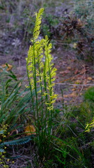 Tripterococcus brunonis