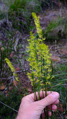 Tripterococcus brunonis