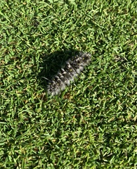 Lophocampa roseata