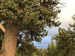 Pinus aristata