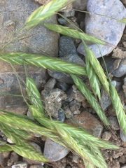 Bromus arvensis