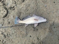 Sciaenops ocellatus