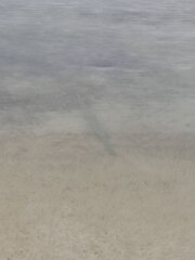 Actinopterygii
