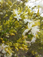 Calytrix