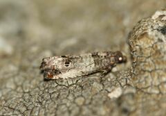 Notocelia incarnatana