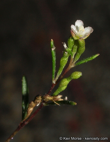 pinegrove groundsmoke (Gayophytum oligospermum)