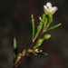 Gayophytum oligospermum - Photo (c) 2012 Keir Morse, alguns direitos reservados (CC BY-NC-SA)