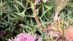 Isopogon