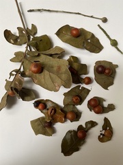 Belonocnema treatae