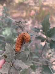 Anisota oslari