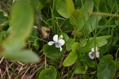 Viola macloskeyi