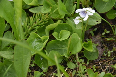 Viola macloskeyi