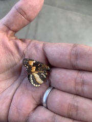 Chlosyne lacinia adjutrix