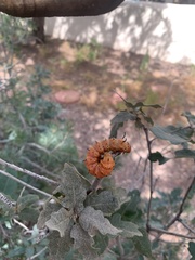 Anisota oslari