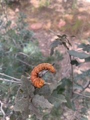 Anisota oslari