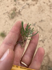 Hymenopappus filifolius