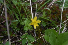 Anemonastrum richardsonii