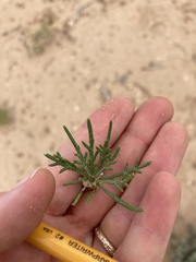 Hymenopappus filifolius