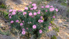 Isopogon