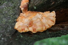 Laetiporus sulphureus