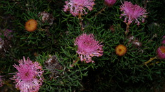 Isopogon