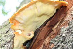 Laetiporus sulphureus