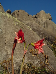 Hippeastrum morelianum