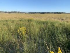 Ammophila breviligulata