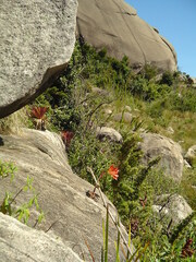 Hippeastrum morelianum