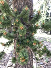 Pinus aristata