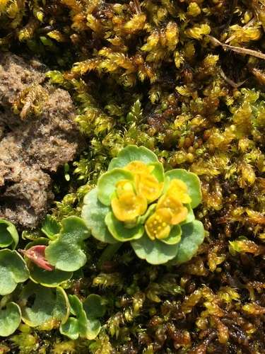Rosendahl's Golden-saxifrage